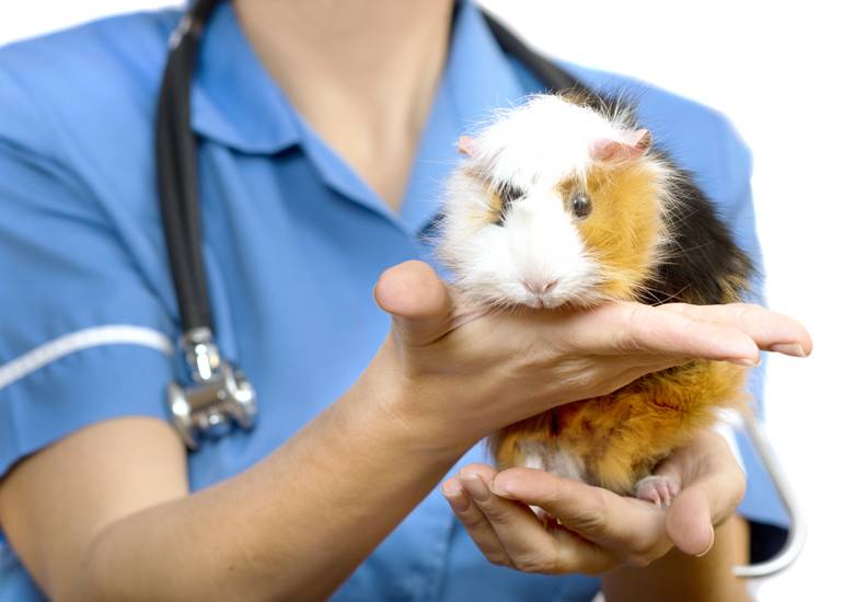 guinea pig being held by a vet