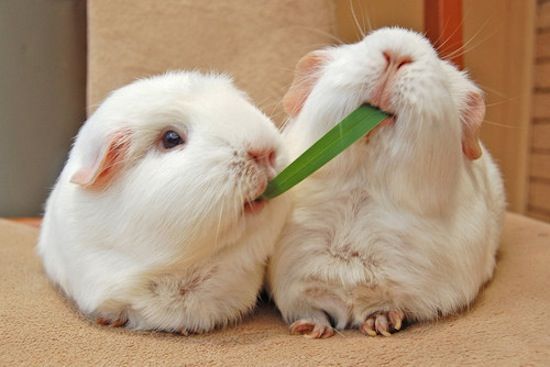 guinea pigs fighting over leaf