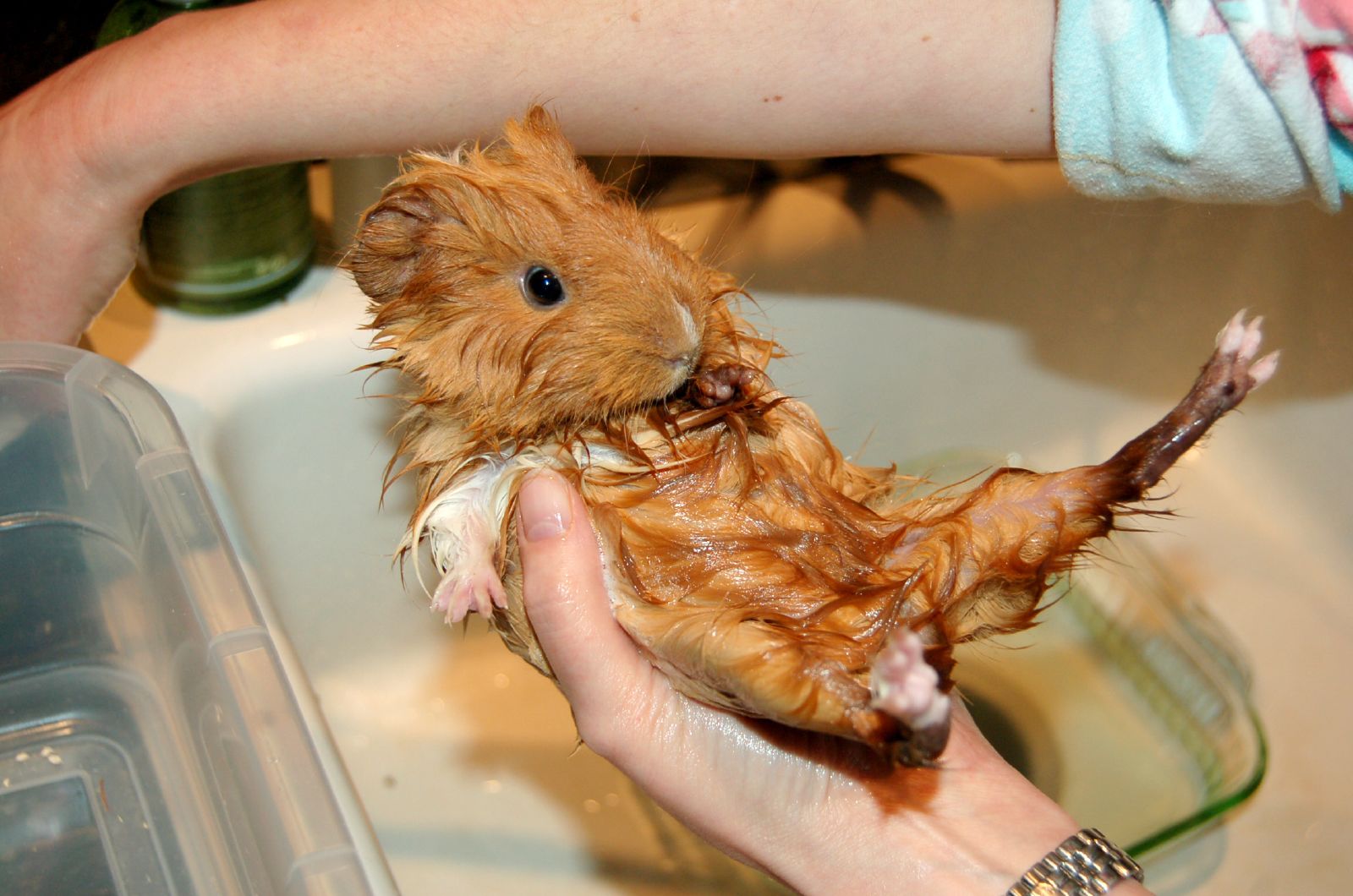 guinea pig hating bath