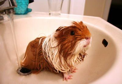 guinea pig in sink