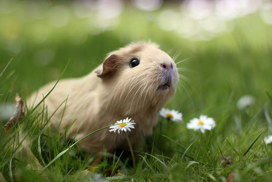 Guinea Pig in Grass