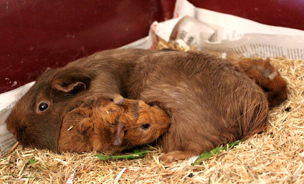 guinea pig mother and baby